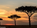 Acacia Trees at Sunset in Maasai Mara, Kenya_DSC8818