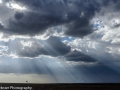 Lone Acacia Tree under stormy skies in Maasai Mara, Kenya_DSC_5217