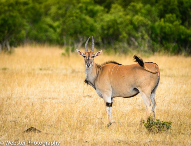 Eland